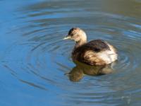 Zwergtaucher im Schlichtkleid